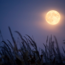 Harvest Moon.